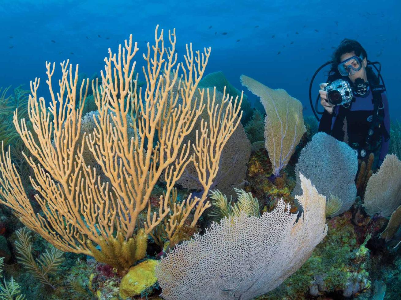 Underwater photography buoyancy skills