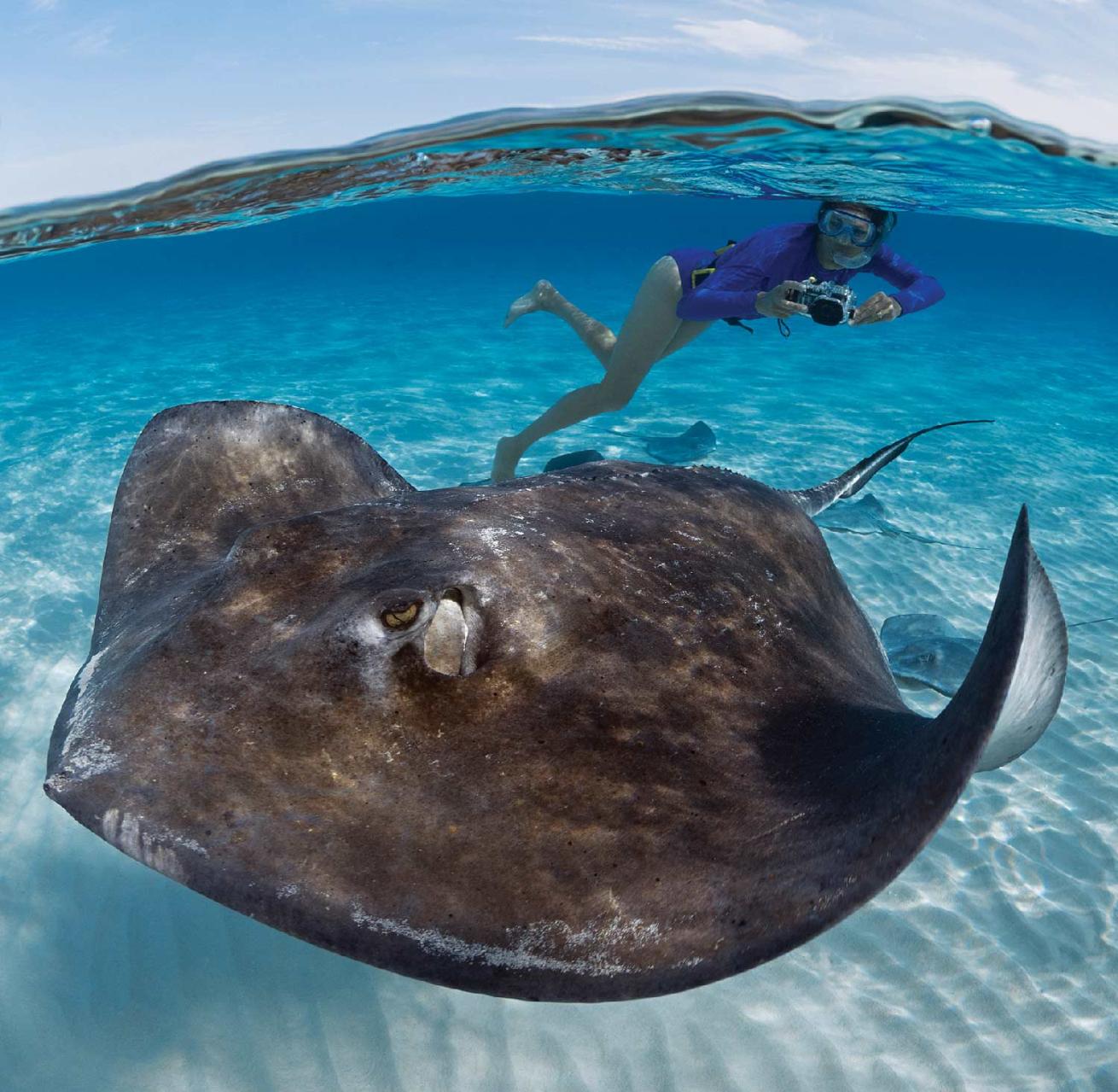 Taking a photo of a passing stingray