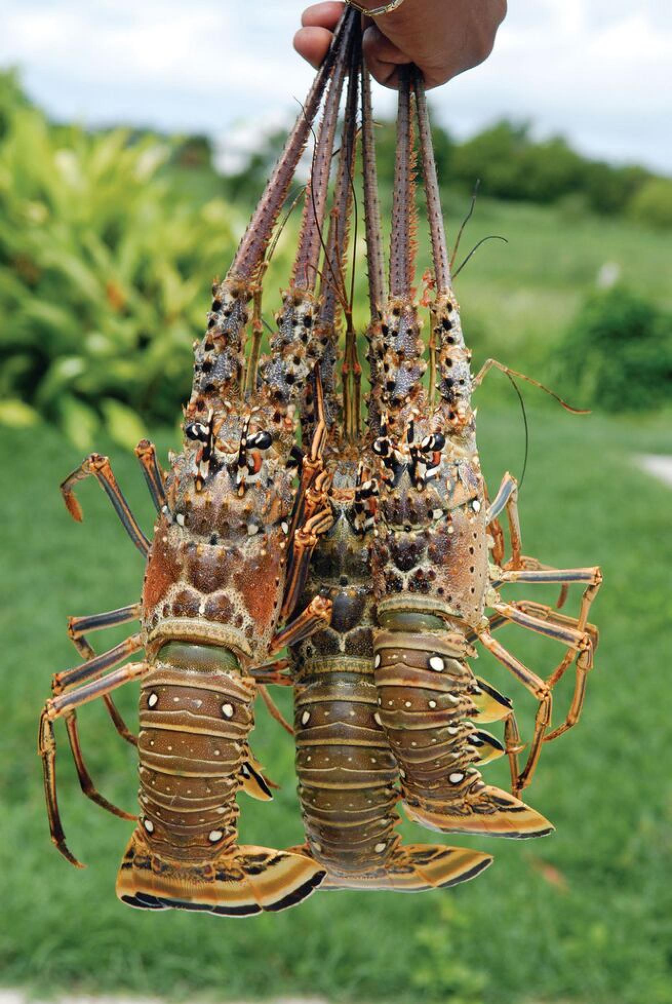 Spiny lobsters lack the large frontal claws of the American lobster and are instead harvested for their meaty “lobster tail.”