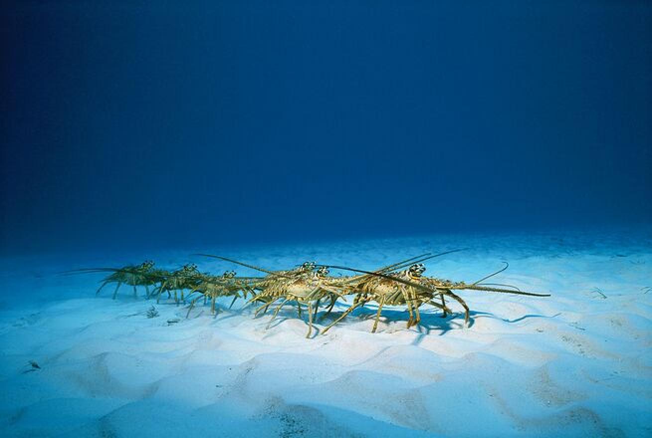 Adults migrate seasonally in single-file lines, known as queues, into deeper water to avoid cold and turbulent water.