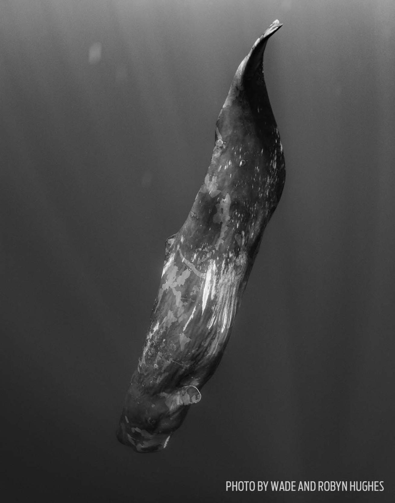 sperm whales azores photos