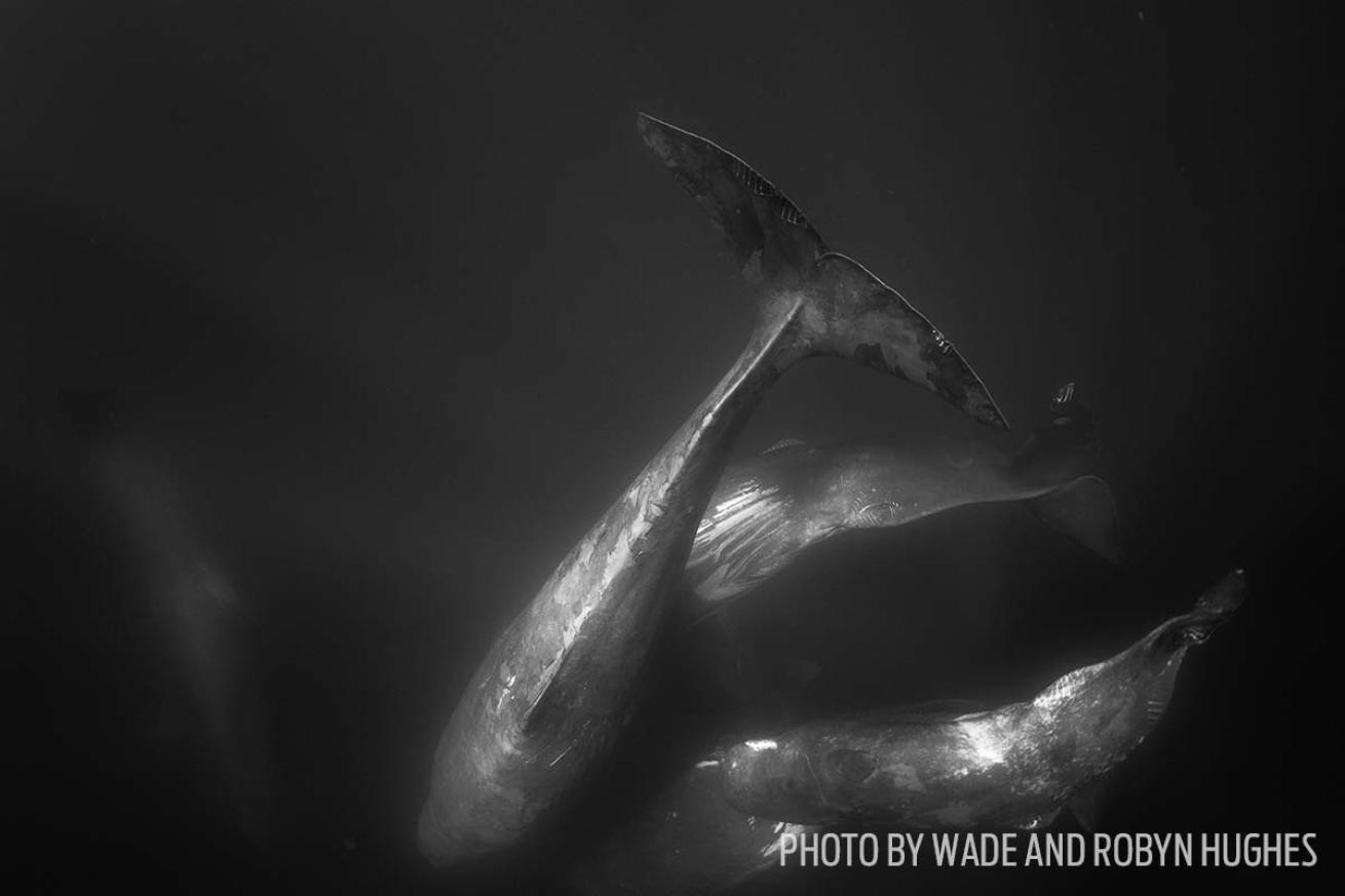 sperm whales azores photos