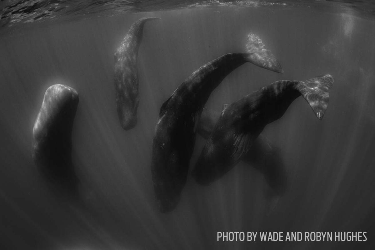 sperm whales azores photos