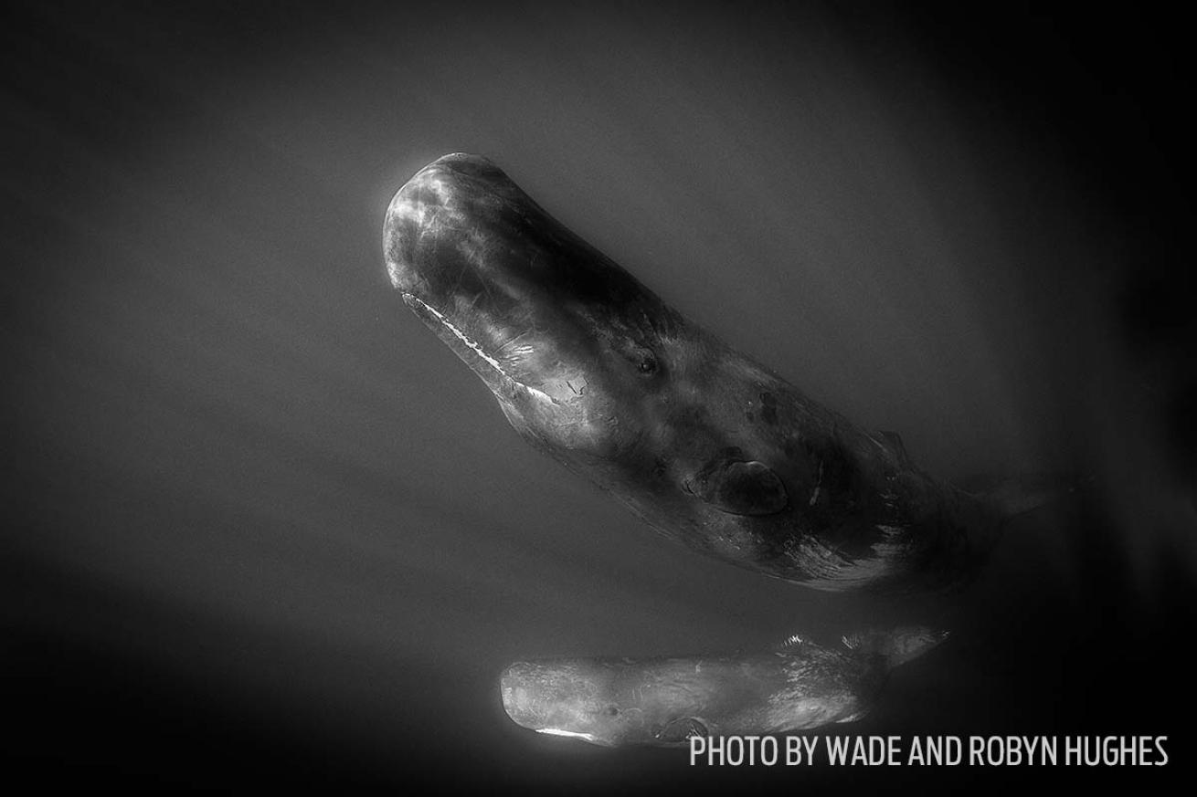 sperm whales azores
