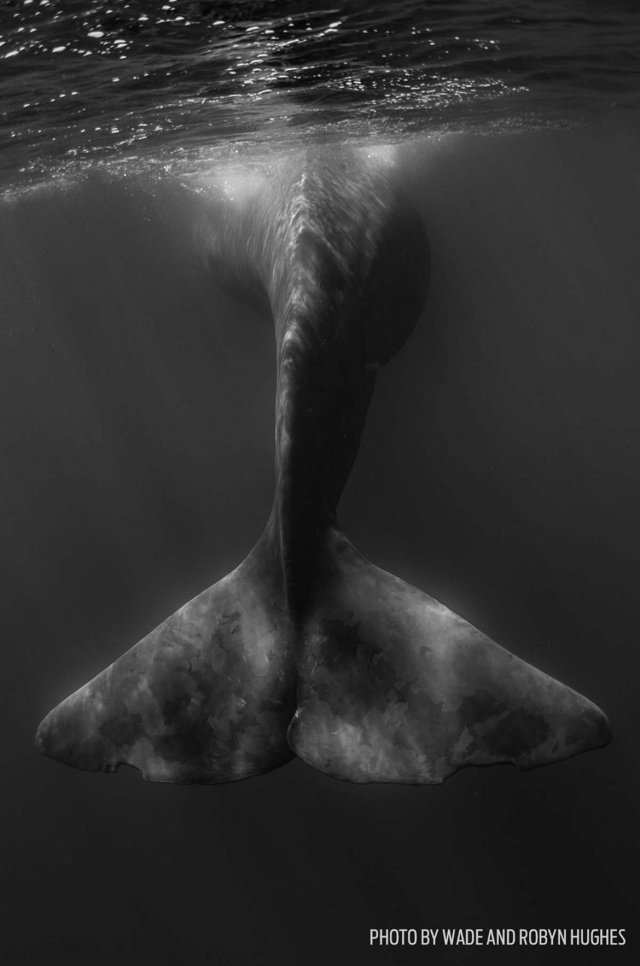 sperm whales azores photos