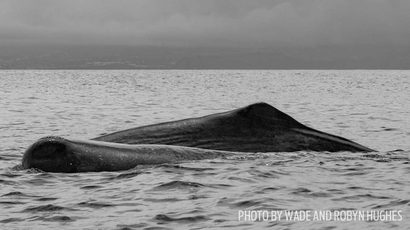 sperm whales azores photos