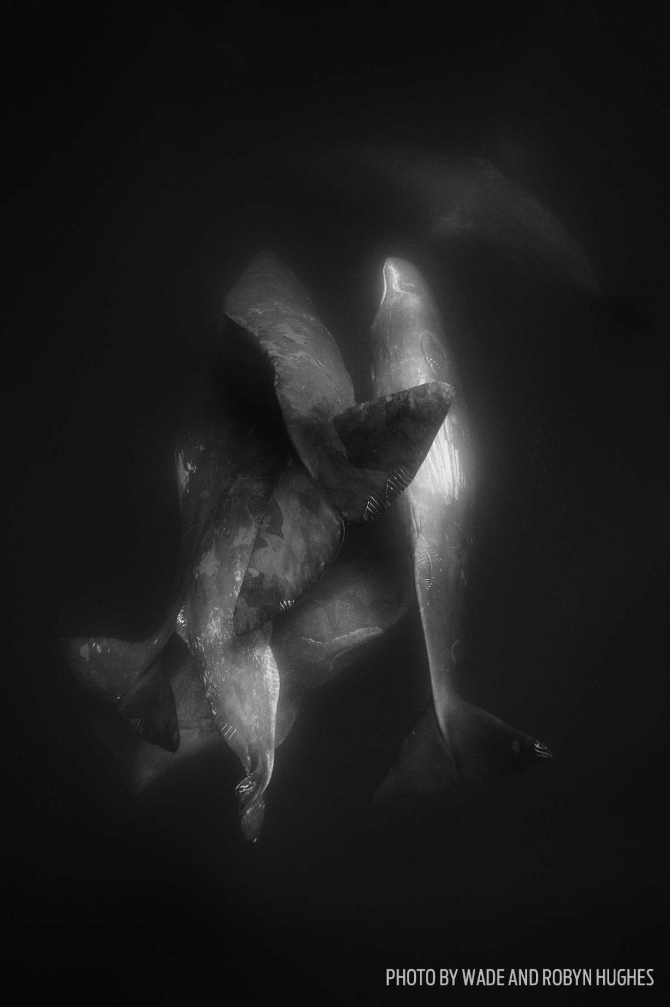 sperm whale group azores birth