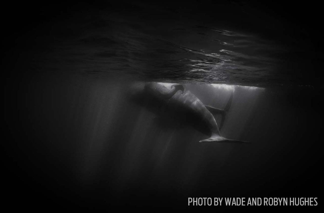 sperm whale birth