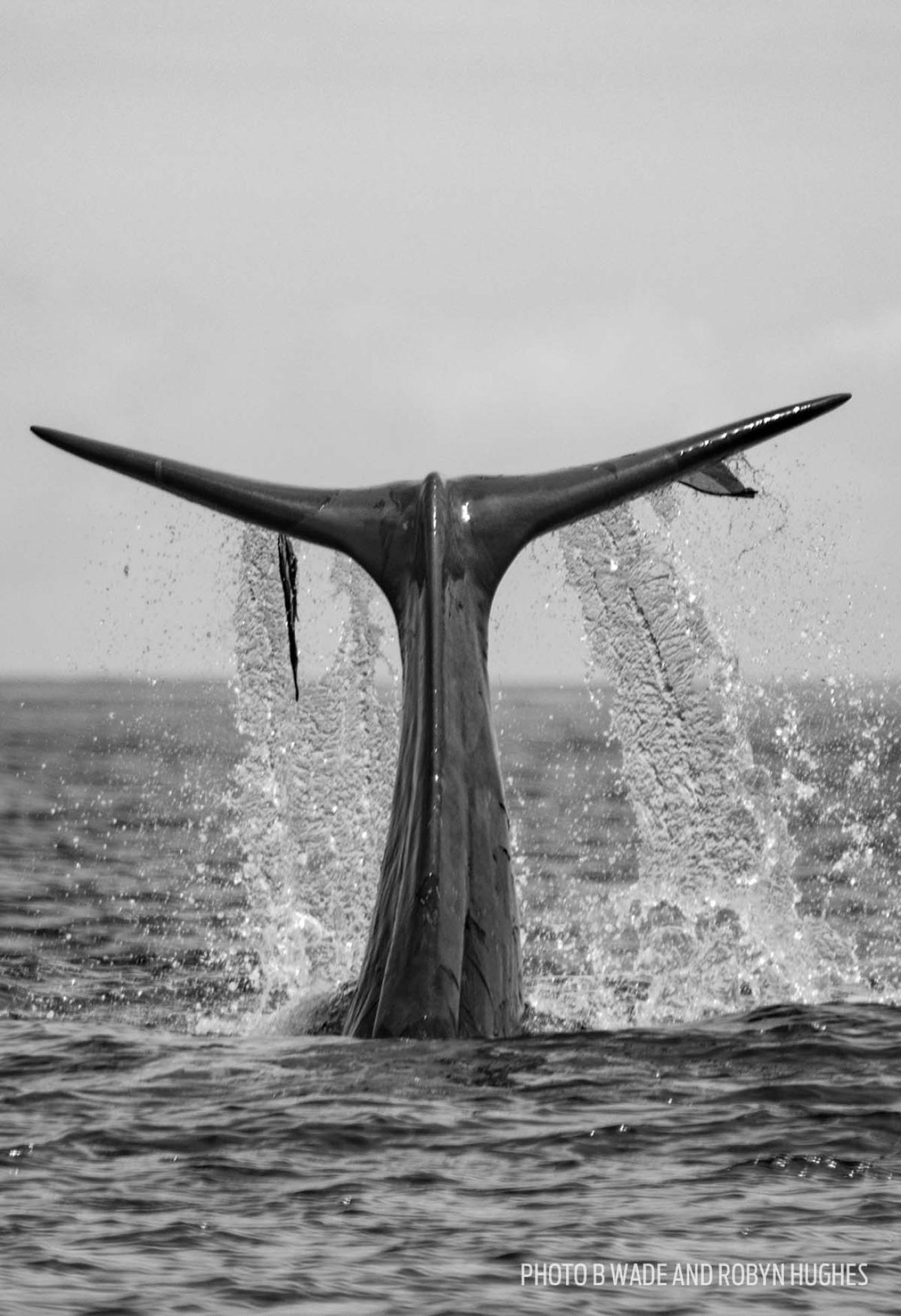 sperm whales azores photos