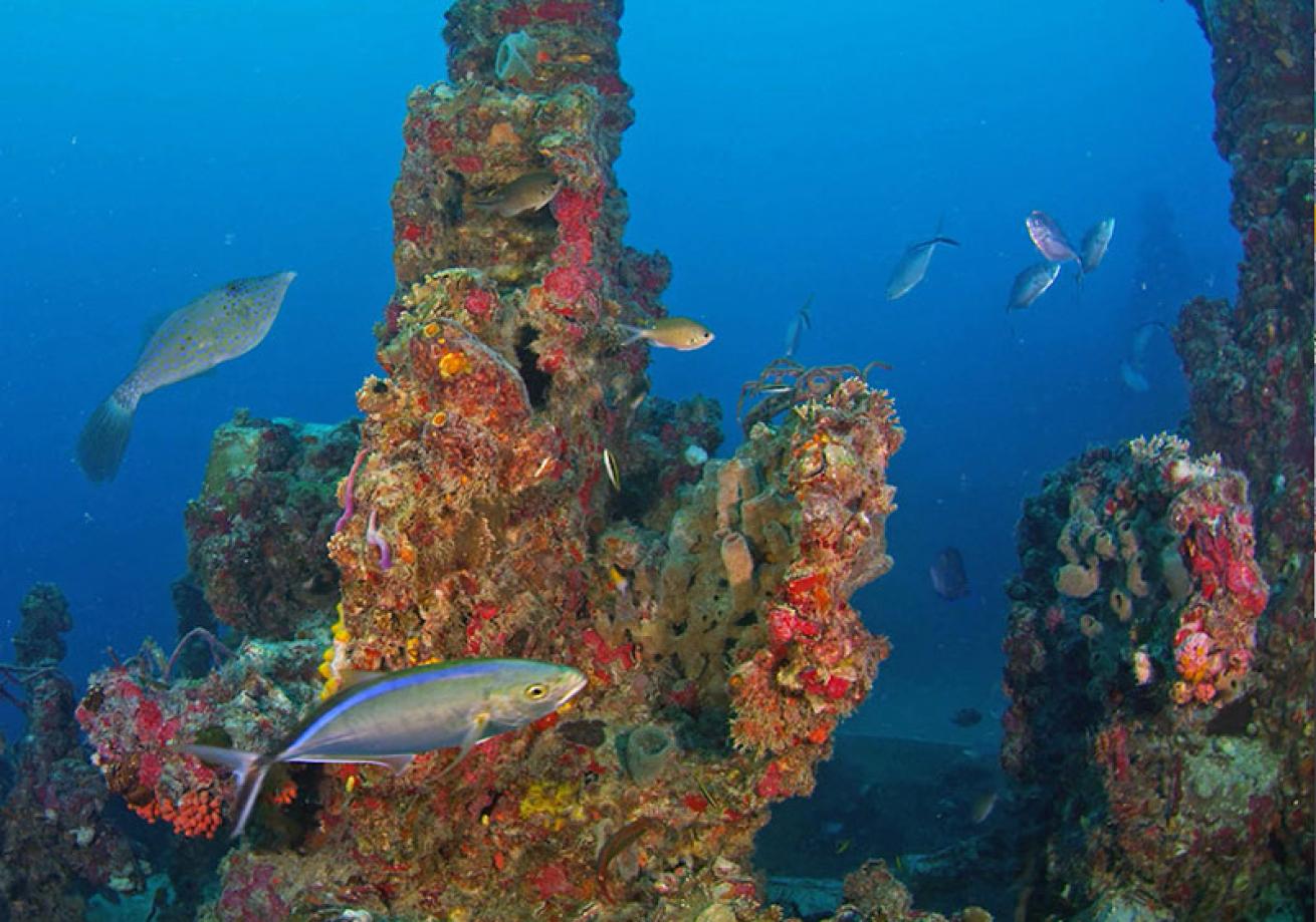 The Spiegel Grove is carpeted in thick coral and numerous reef creatures