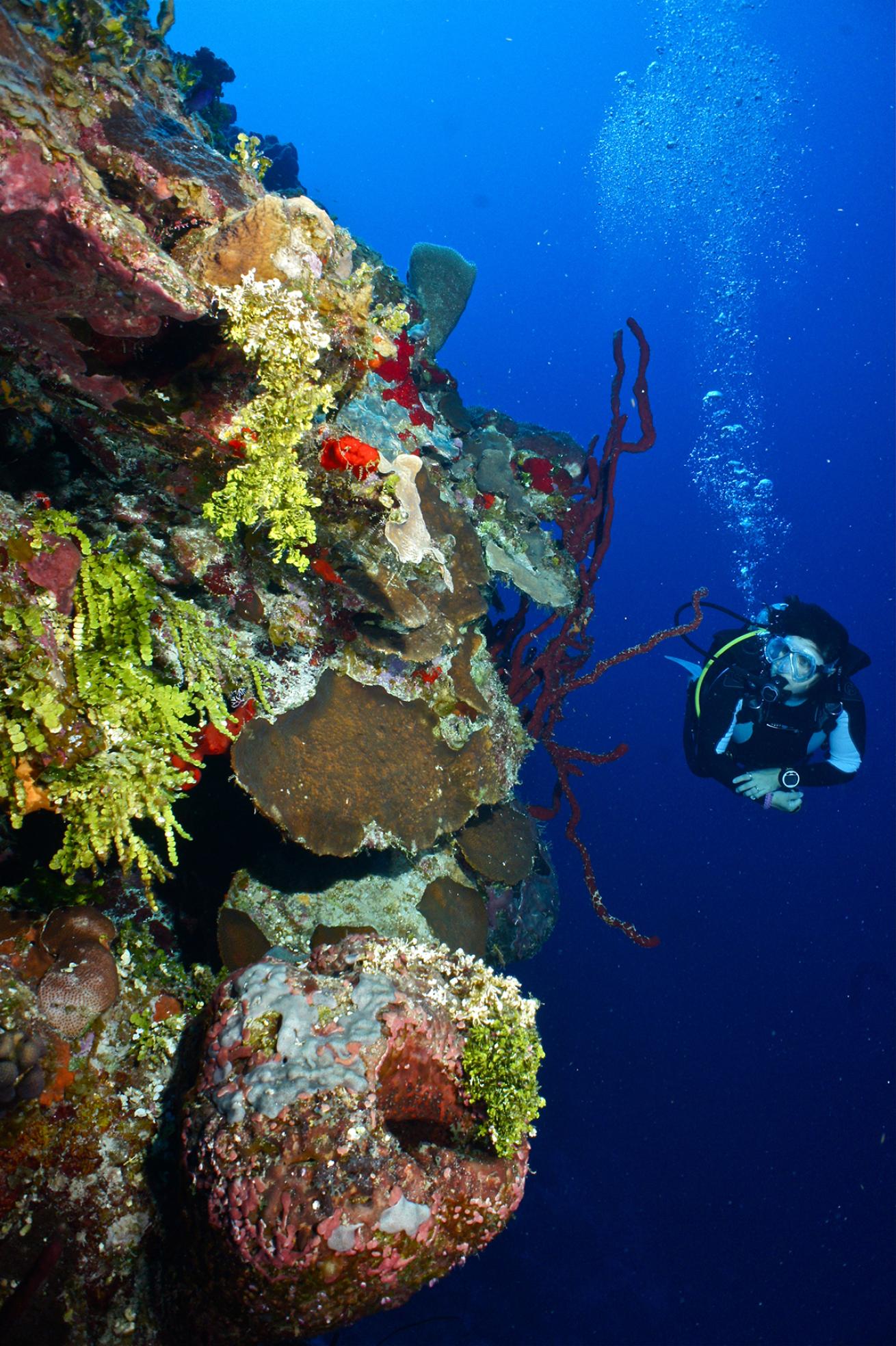 scuba diving