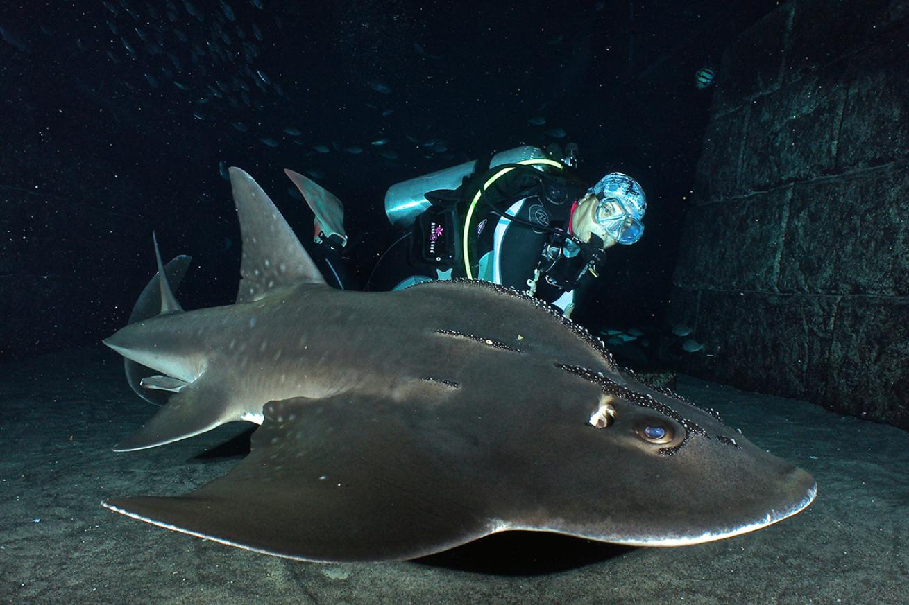 scuba diving