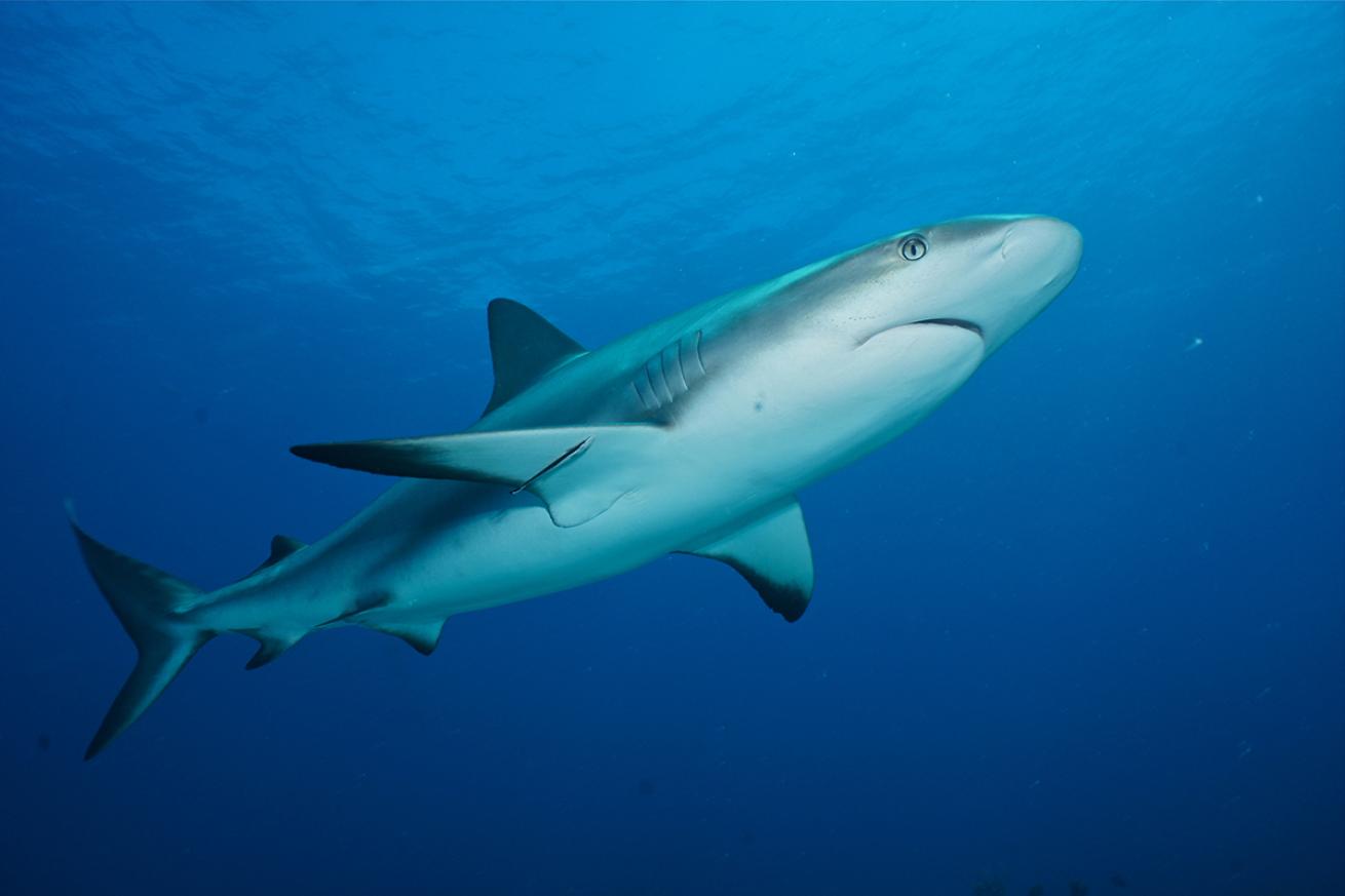 sharks liveaboard trip bahamas