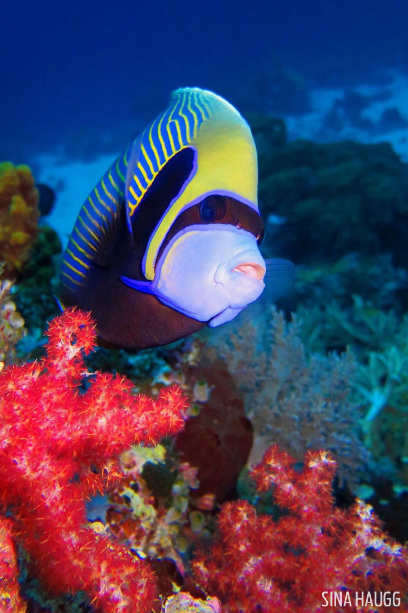Angelfish