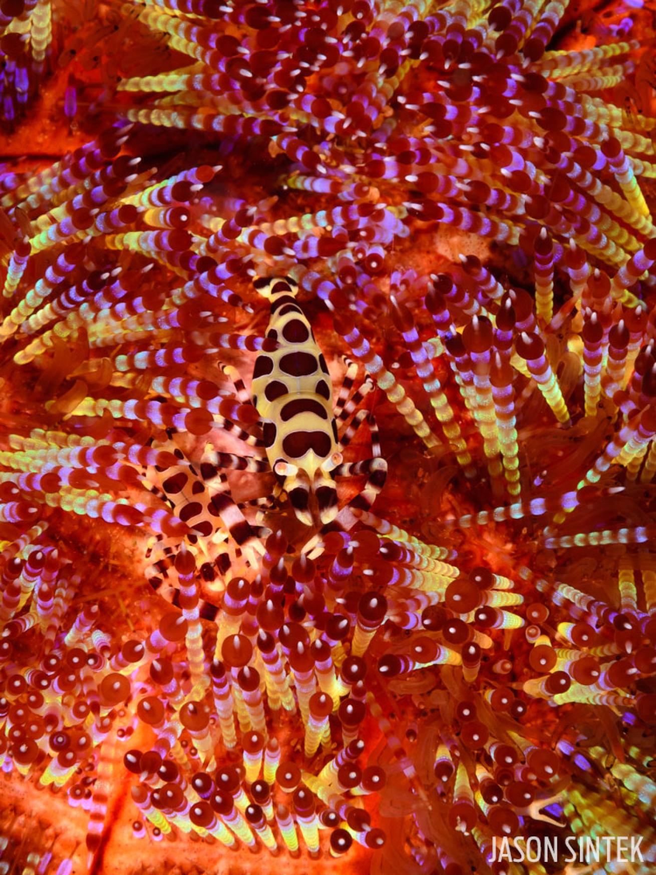 Coleman Shrimp Underwater Photography