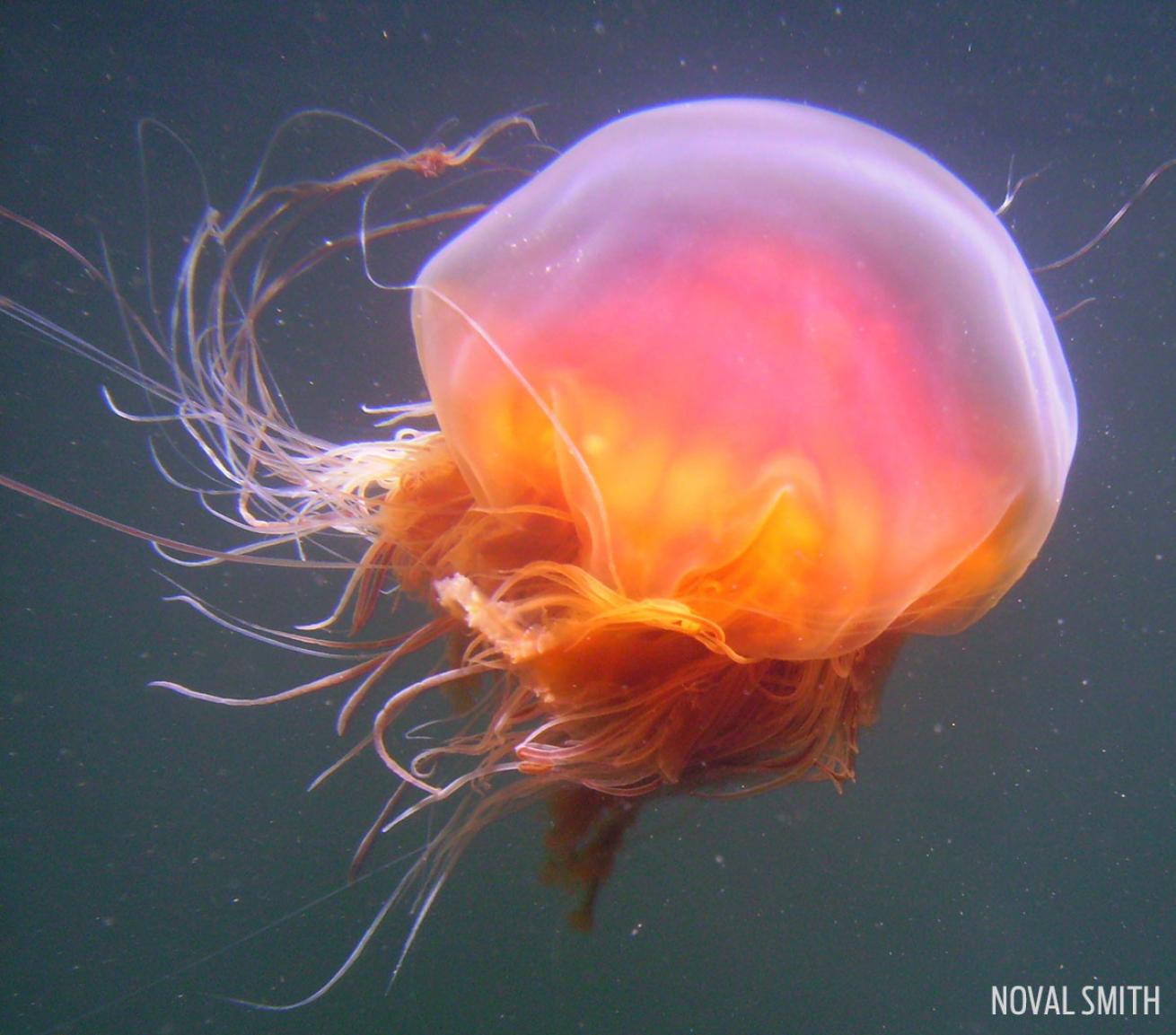 Jellyfish in Alaska