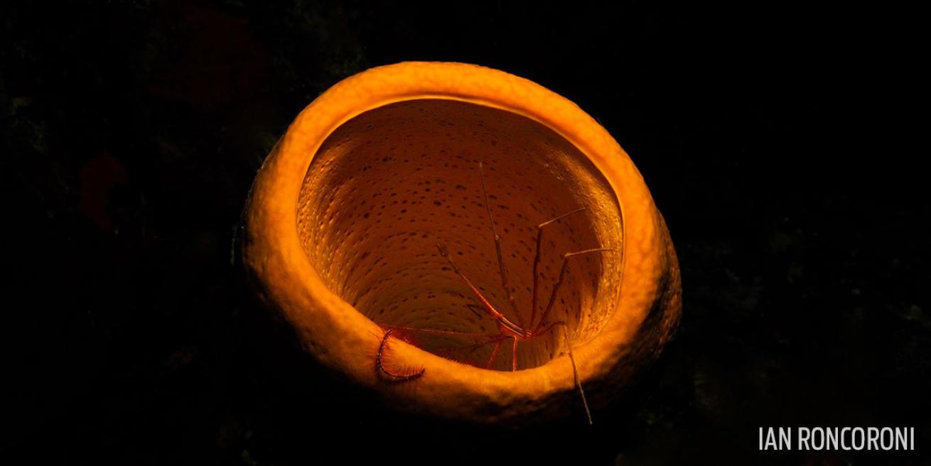 Sponge Underwater Night Dive