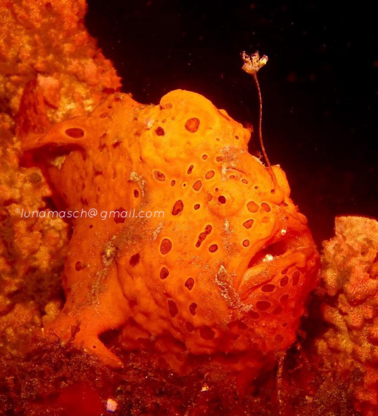 Frogfish Underwater Photography