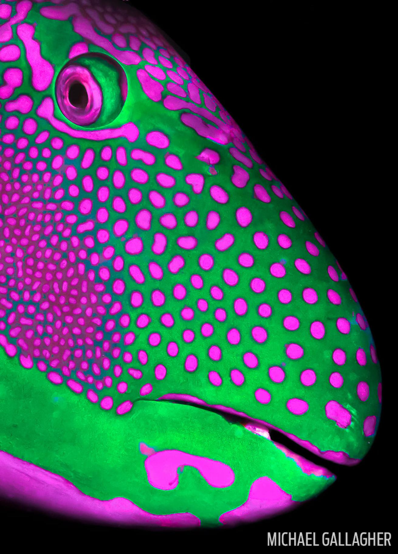 Parrotfish Underwater Photography