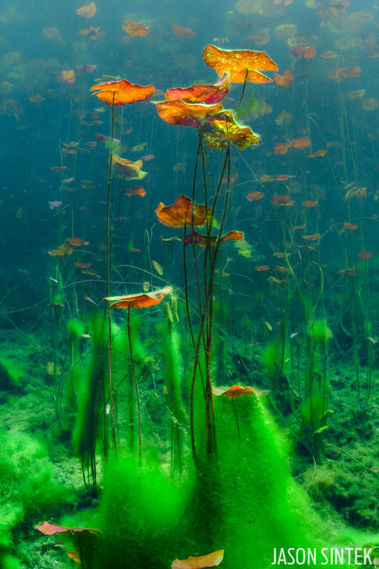 cenote underwater photo
