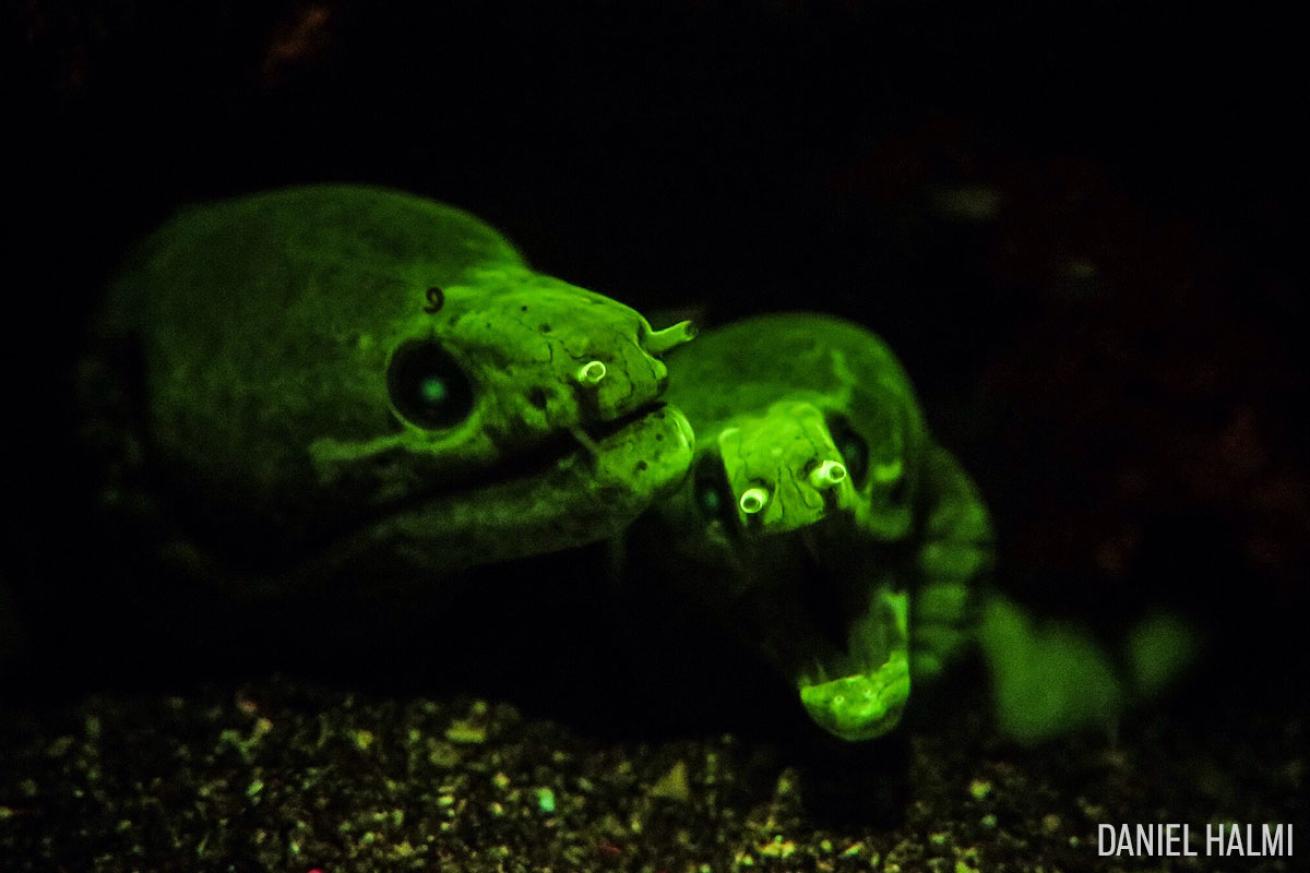 moray eel underwater photo