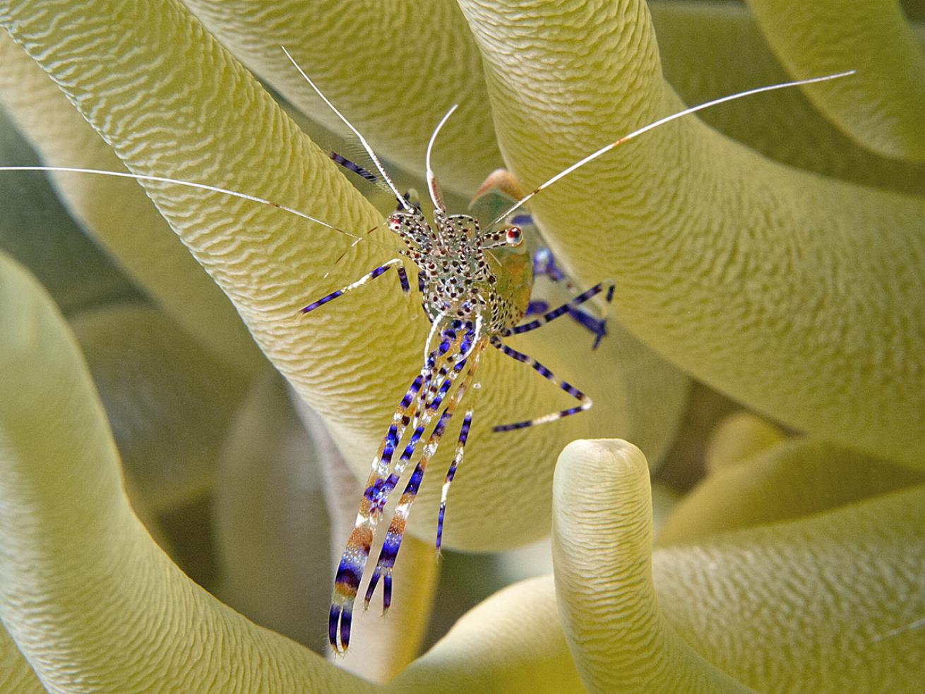 cleaner shrimp underwater photo
