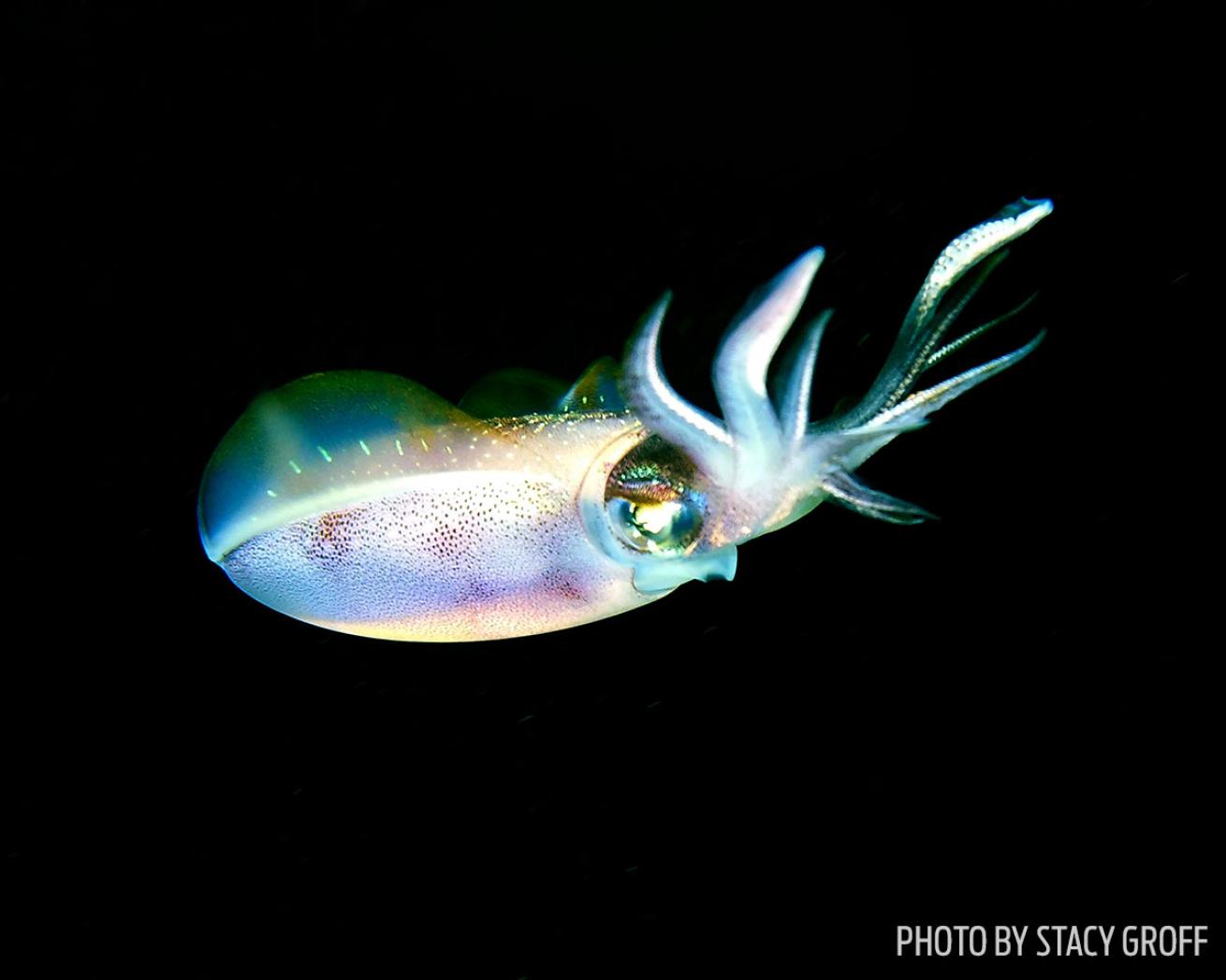 Squid at Night