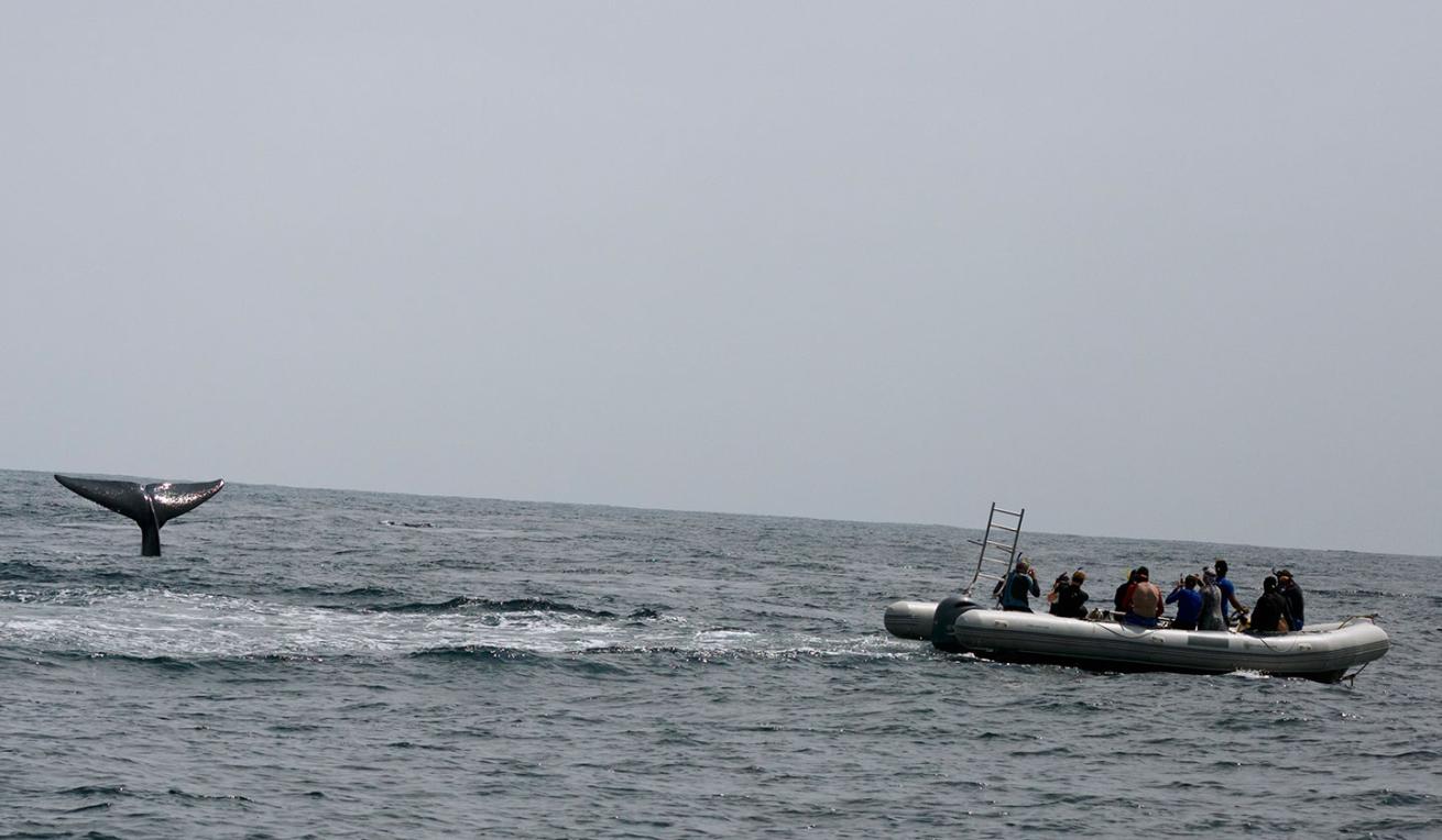 blue whale fluke