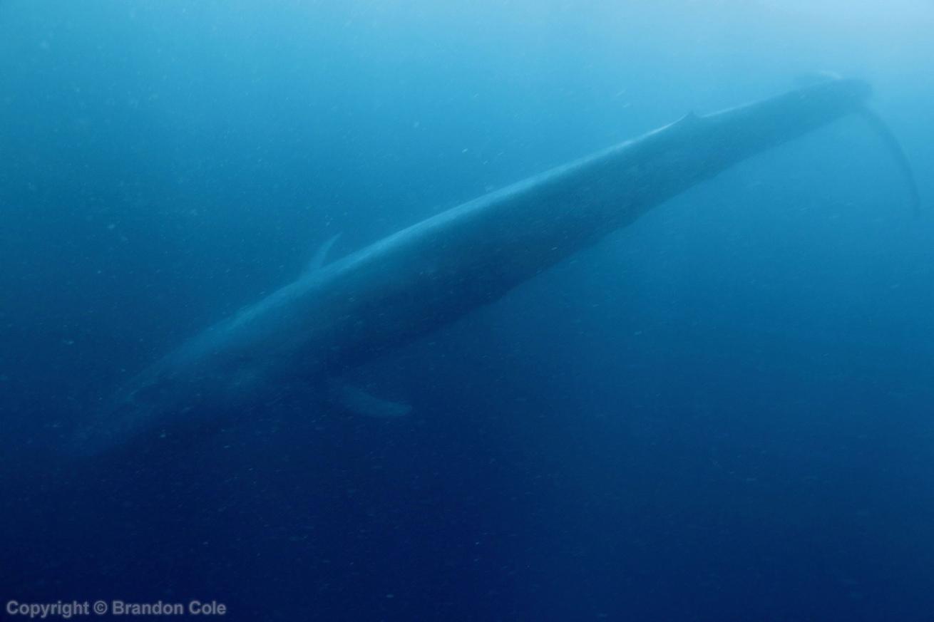 blue whale
