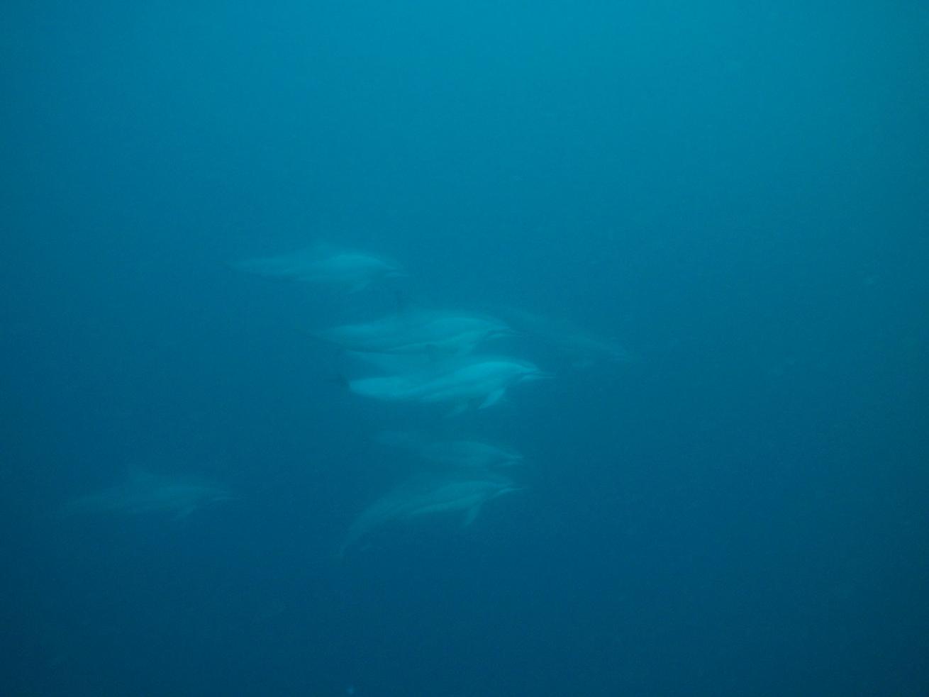 spinner dolphins