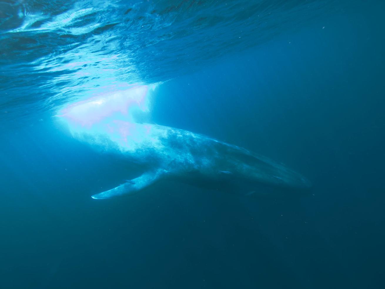 Brydes whale