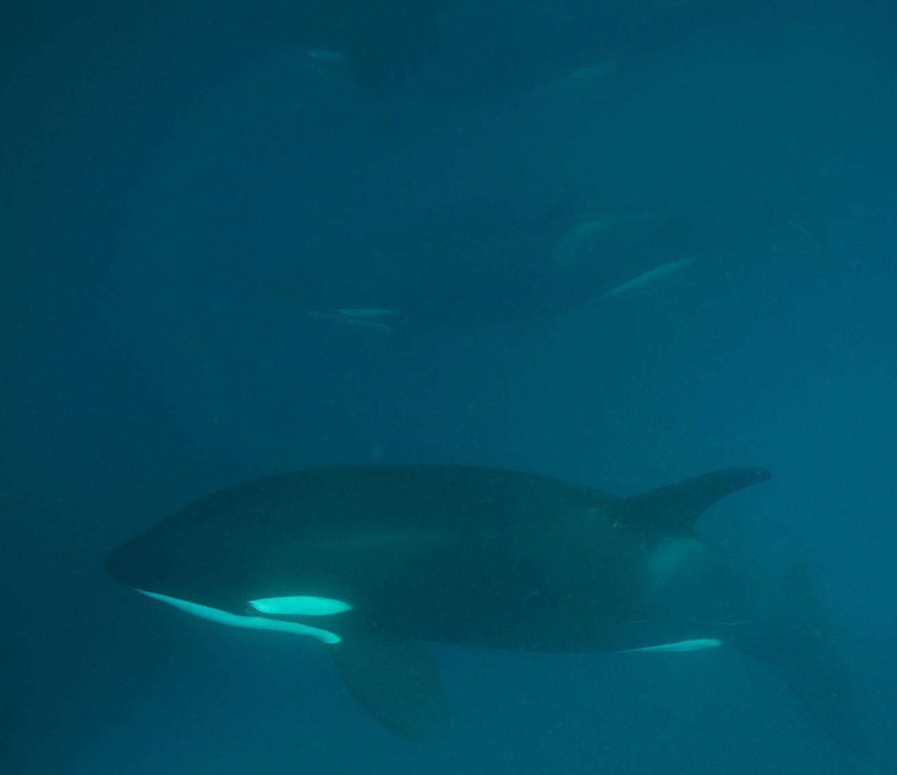 killer whales sri lanka