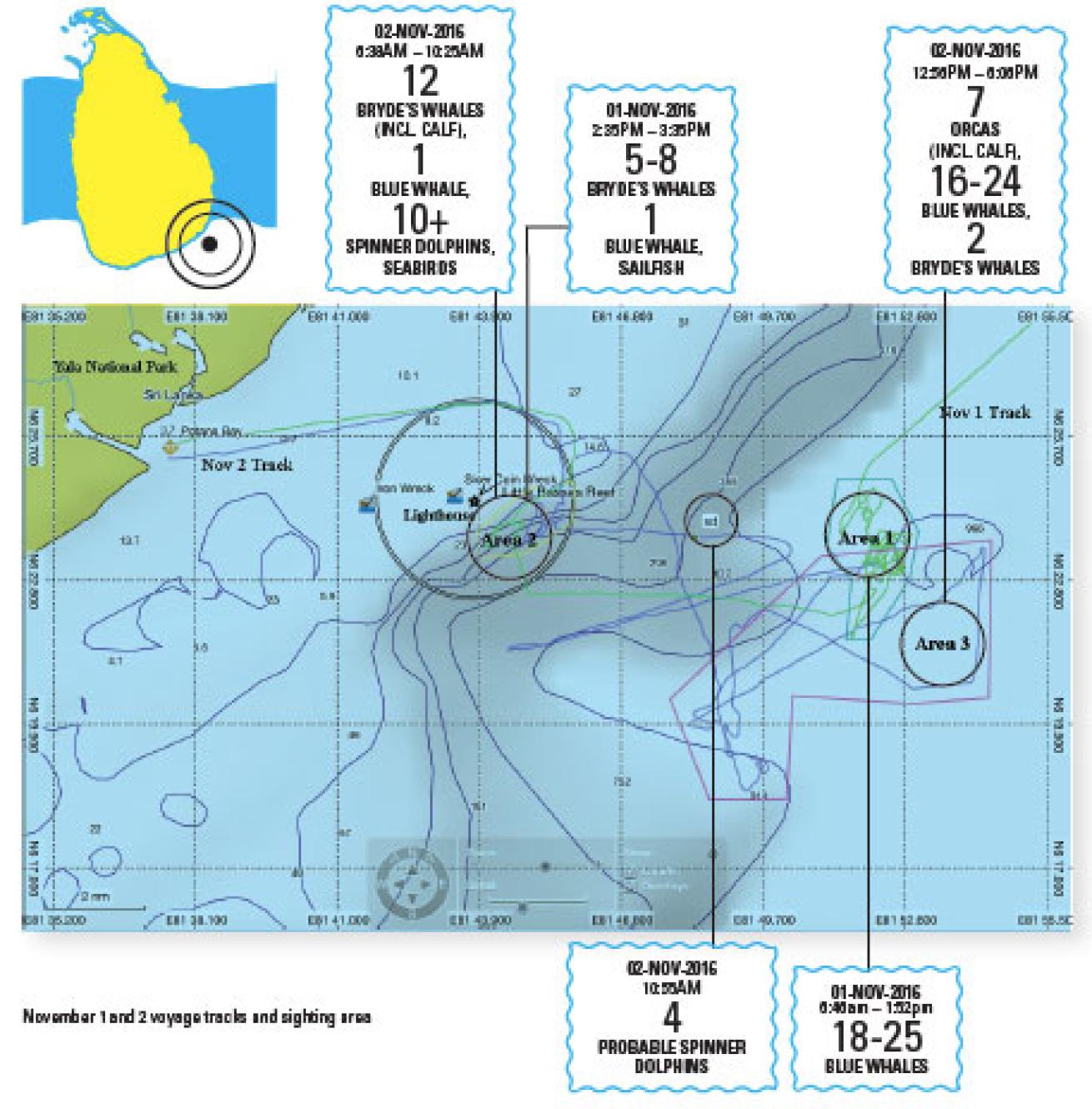 Sri Lanka whale sightings