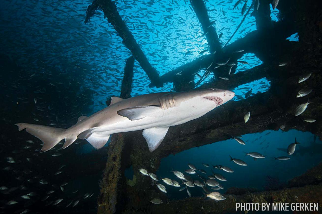 Sand tiger shark cruises past the wreck of the SS Atlas North Carolina