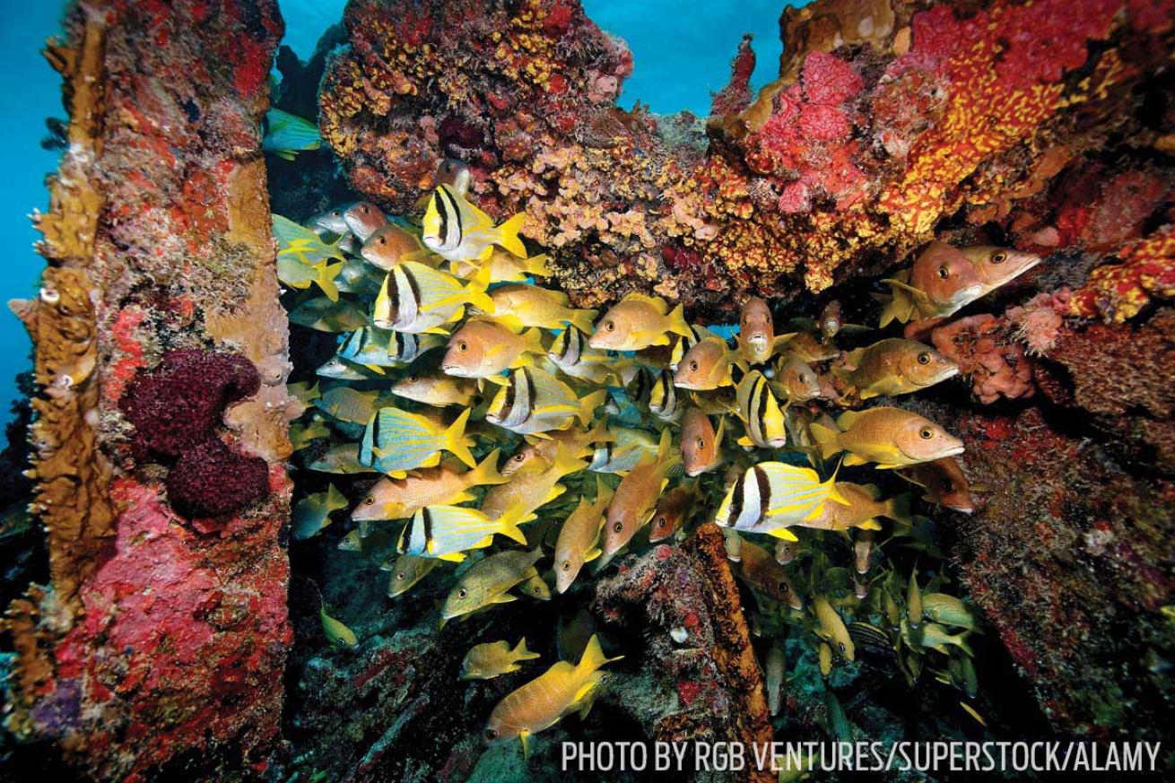 School of grunts on the wreck of the Benwood in Key Largo Florida