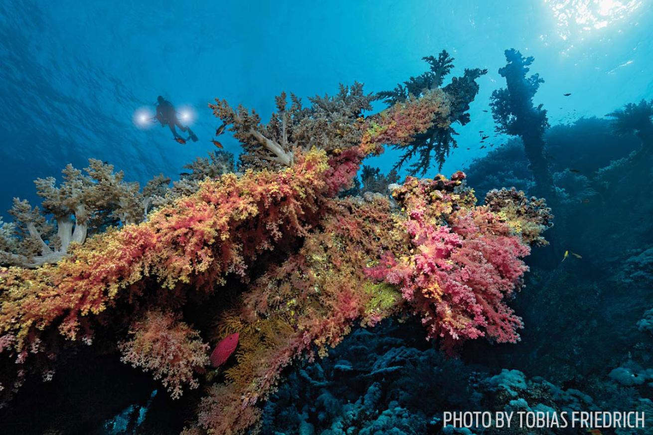 Scuba diver and coral on the SS Numidia in the Red Sea