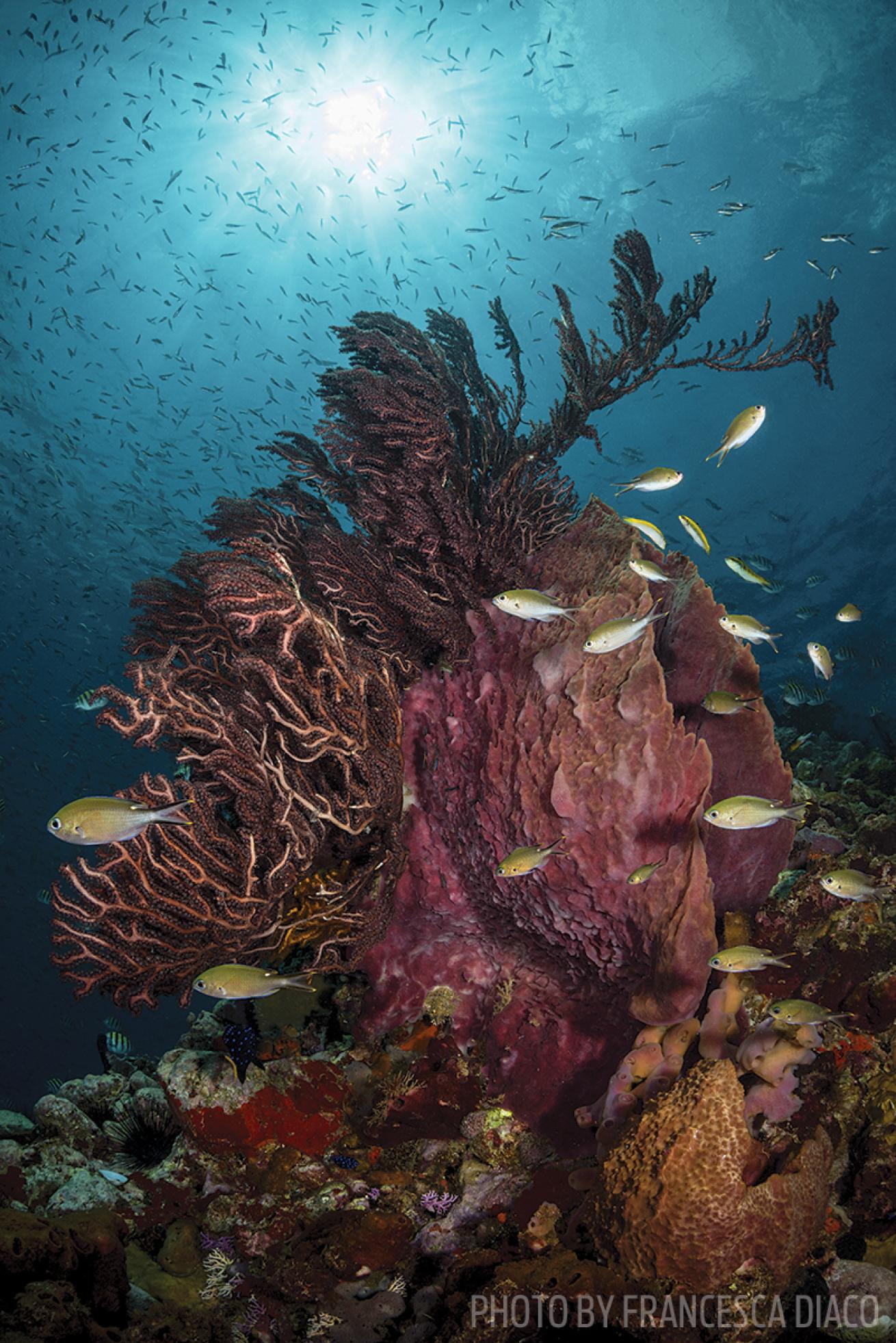 st lucia coral reef