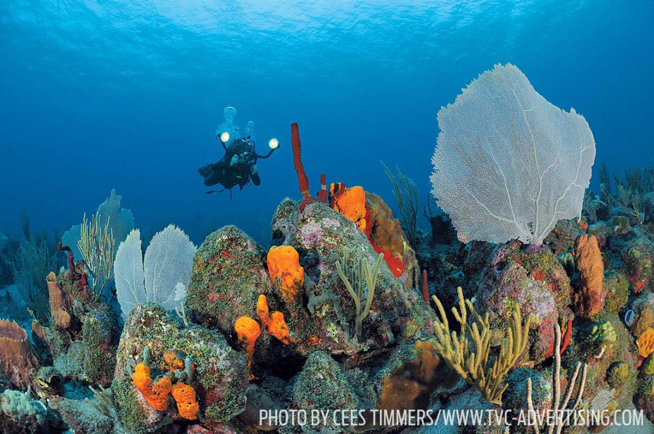 Statia St. Eustatius scuba diving coral