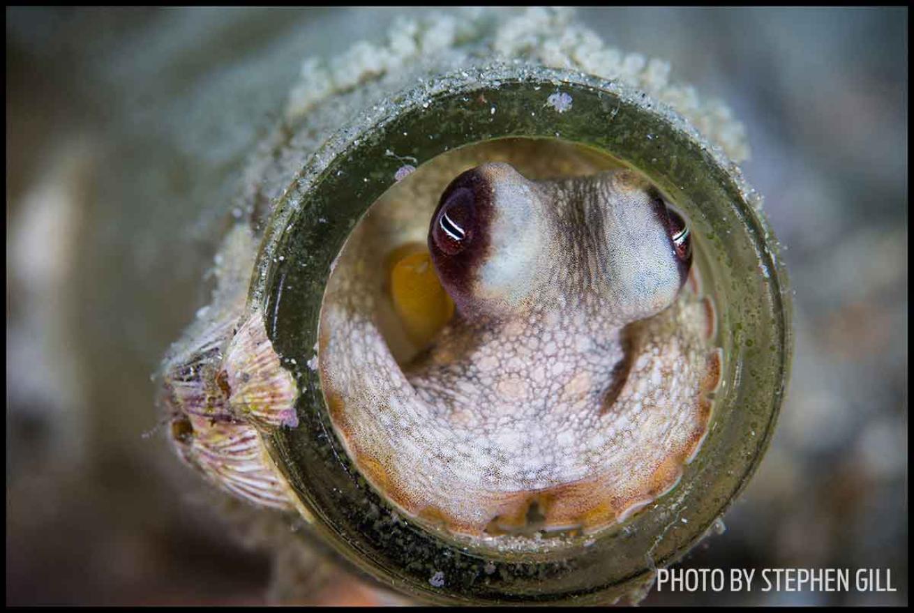octopus in wine bottle