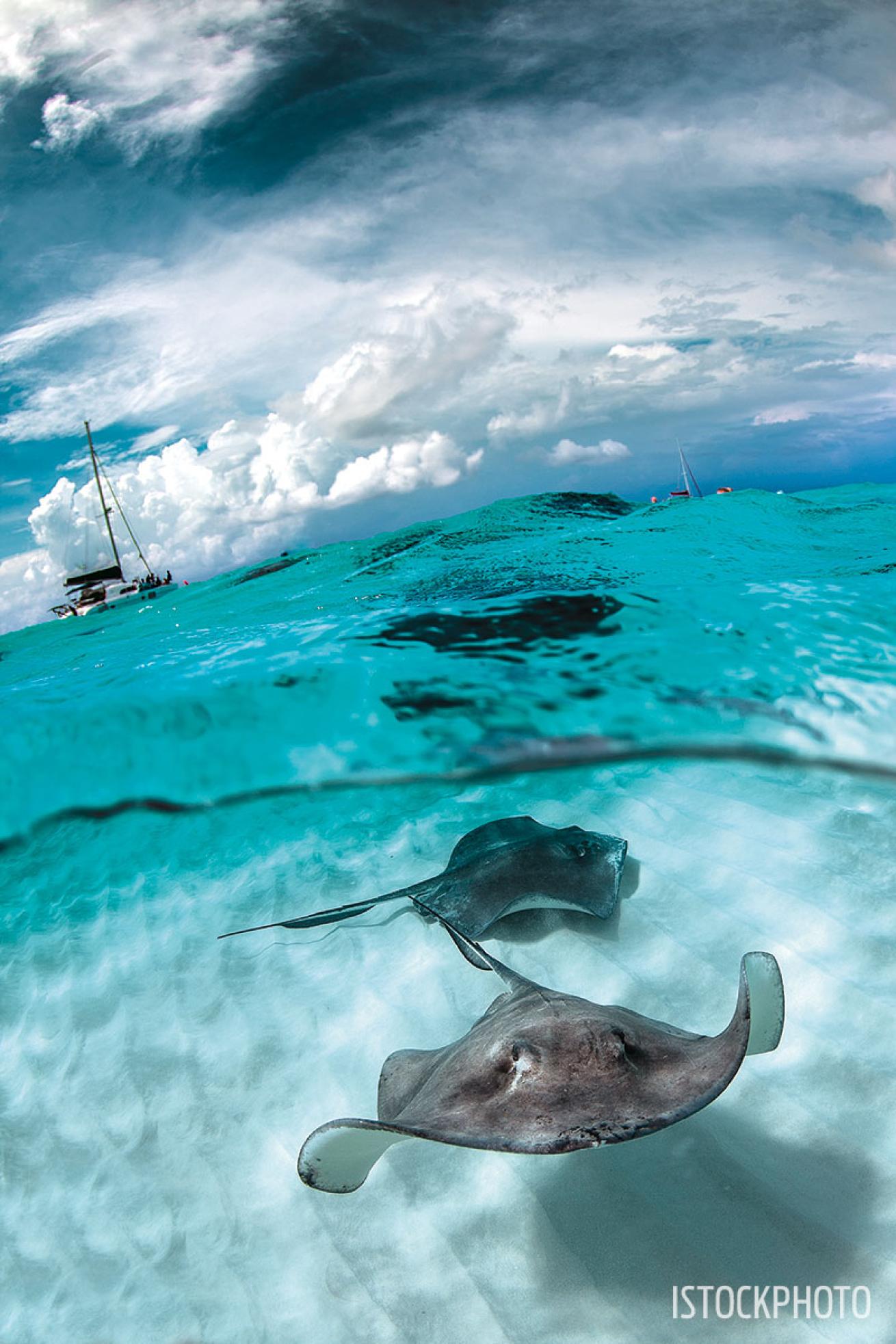 Grand Cayman snorkeling