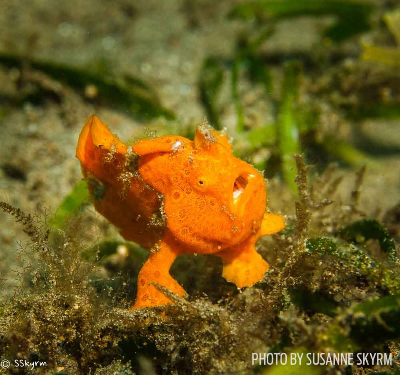 juvenile frogfish