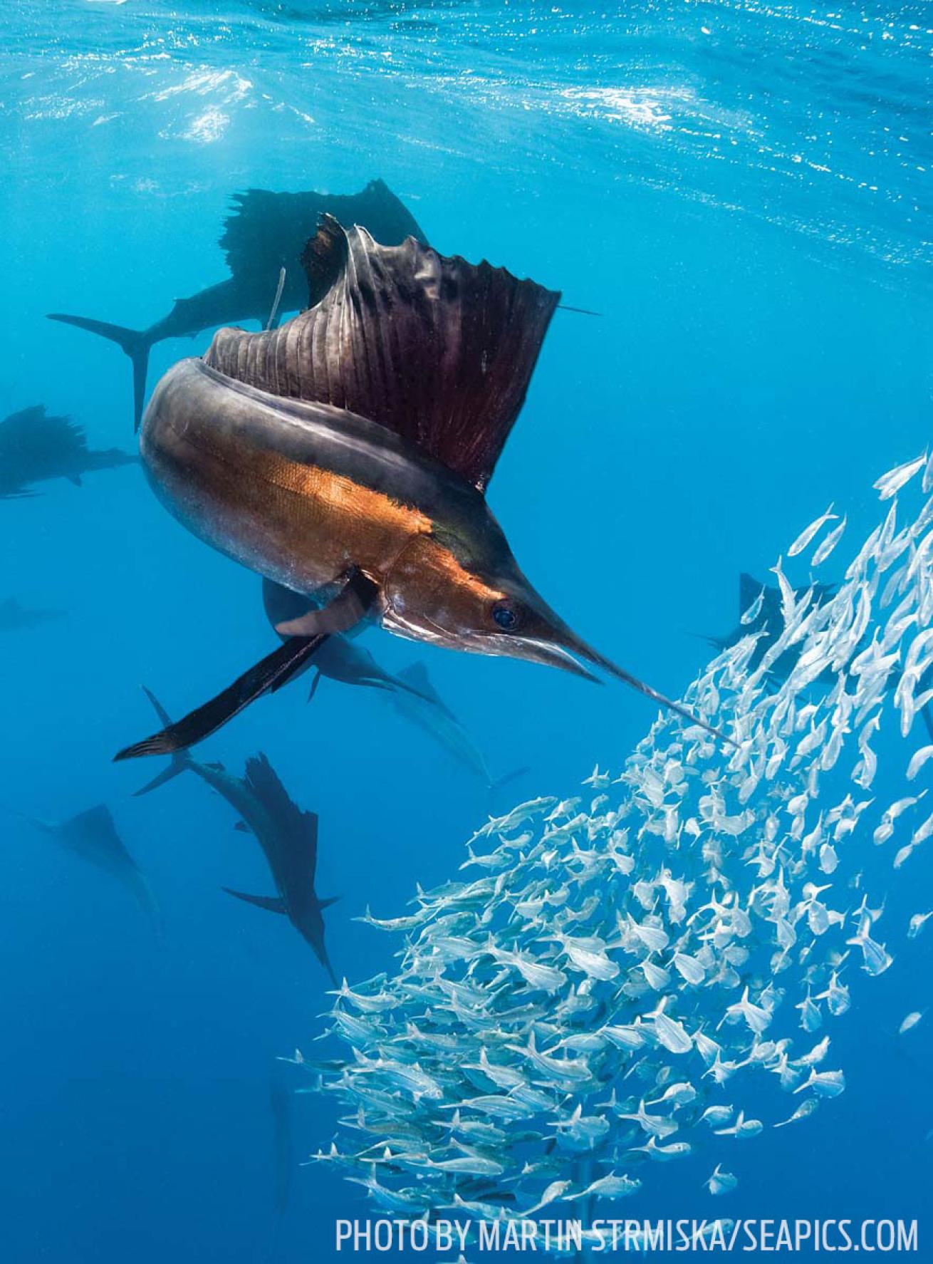 Scuba diving sailfish encounter Mexico