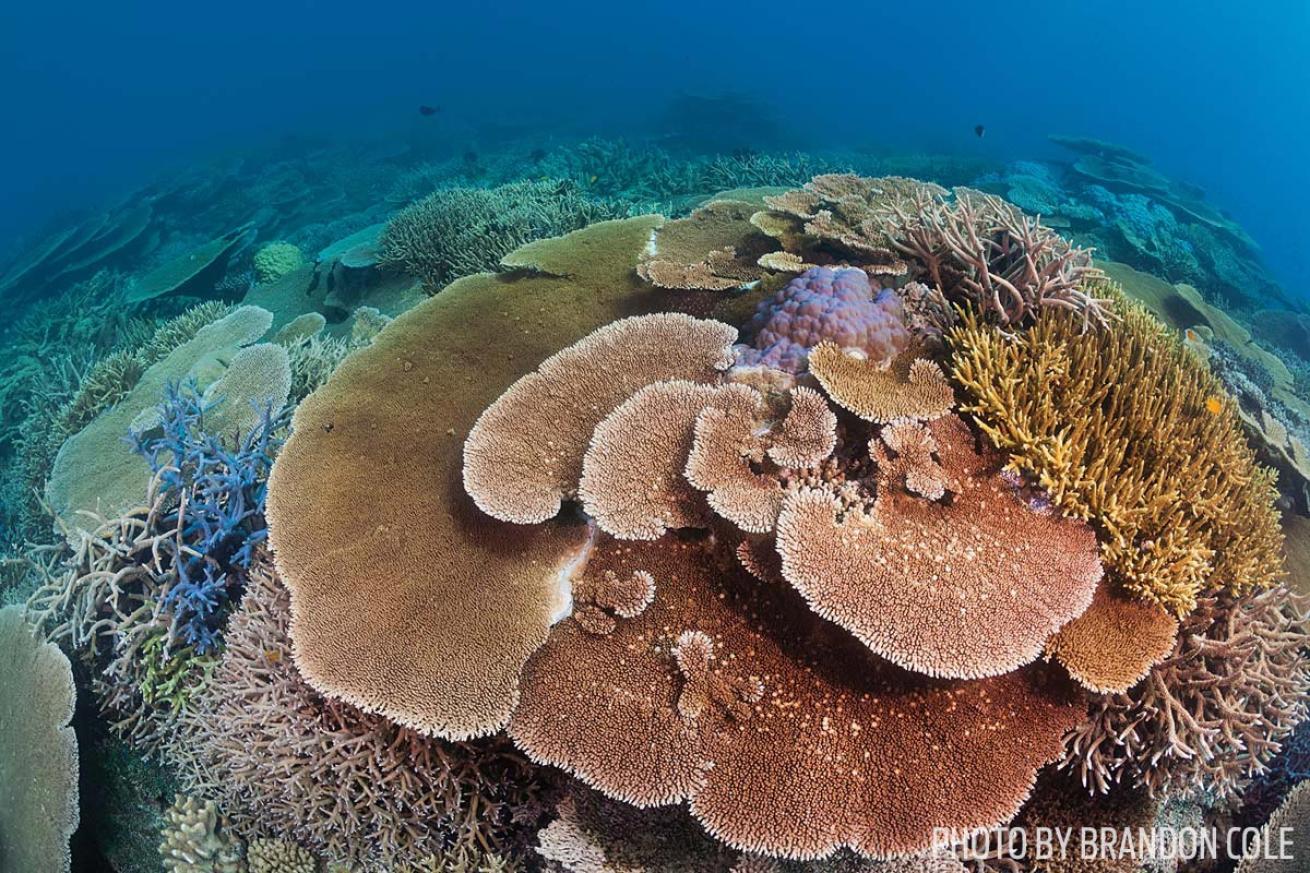 table coral australia