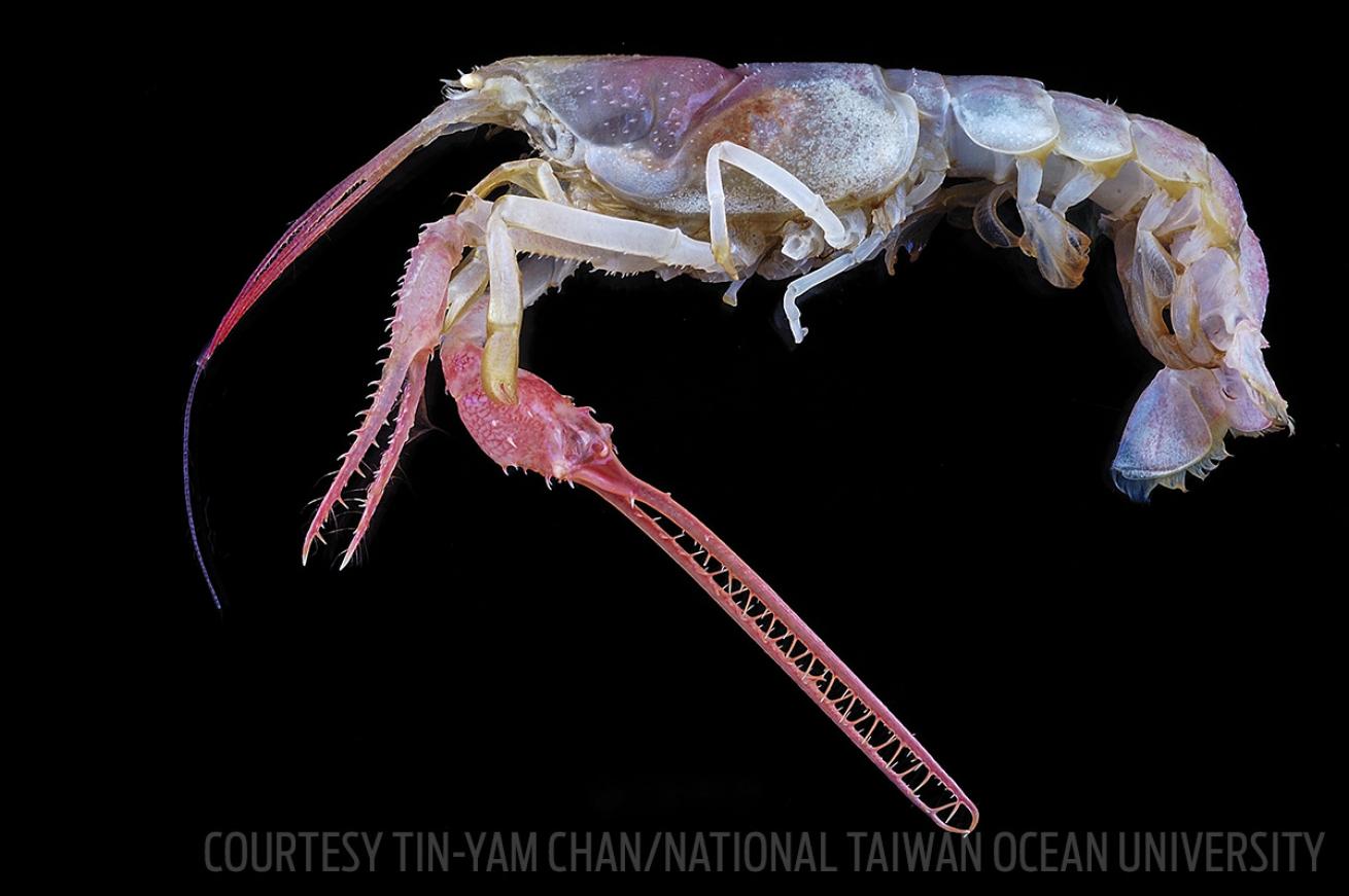 terrible claw lobster