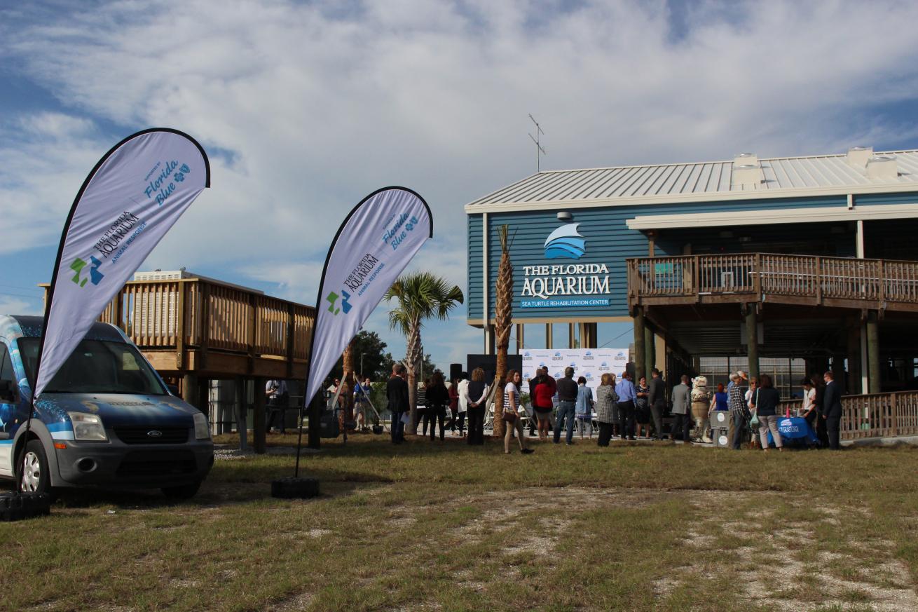 sea turtle rehab center florida