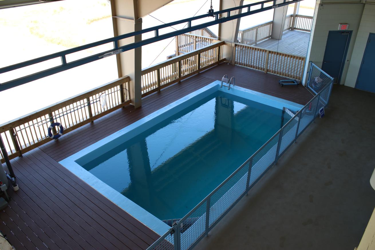 sea turtle rehab pool