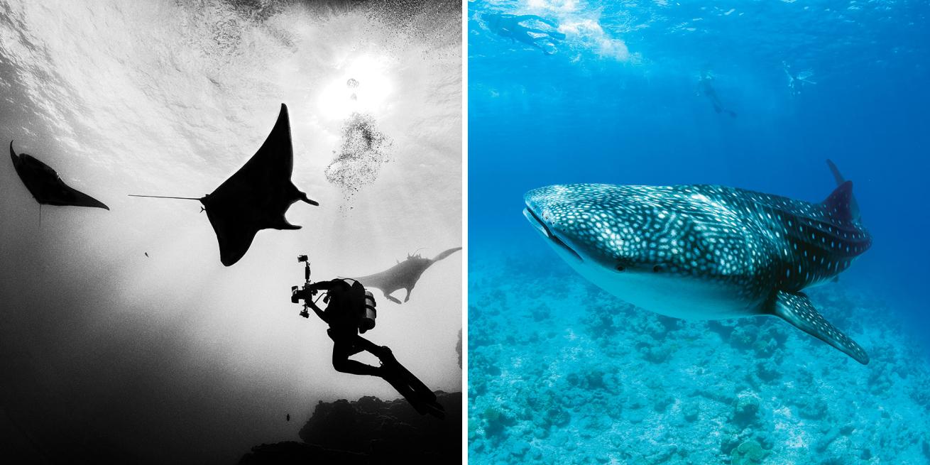 the boiler and filter feeders