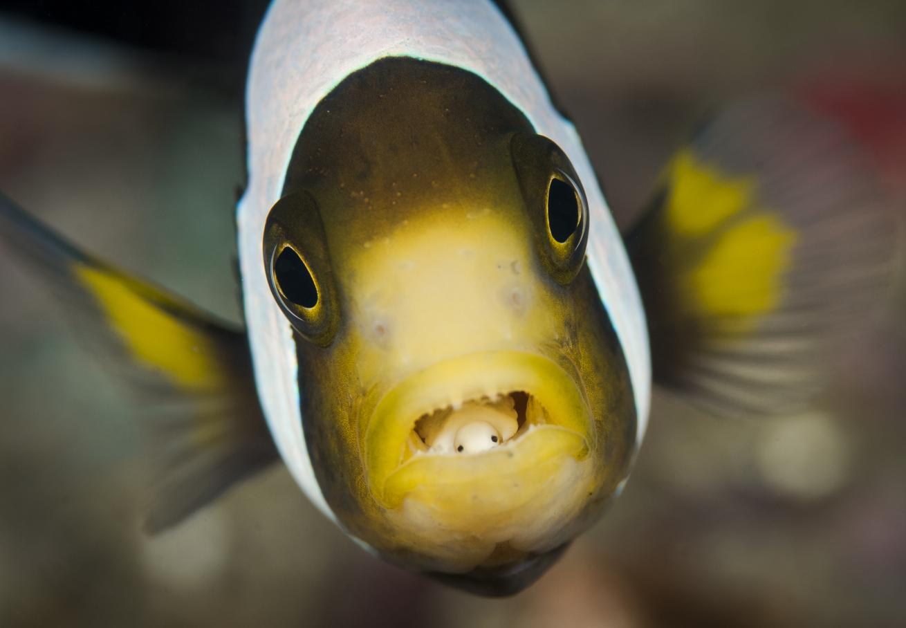anemonefish clownfish