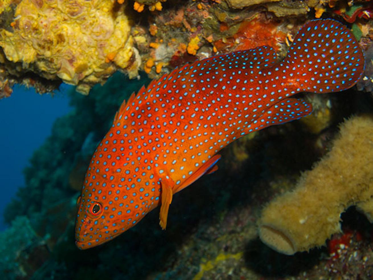 scuba diving taiwan