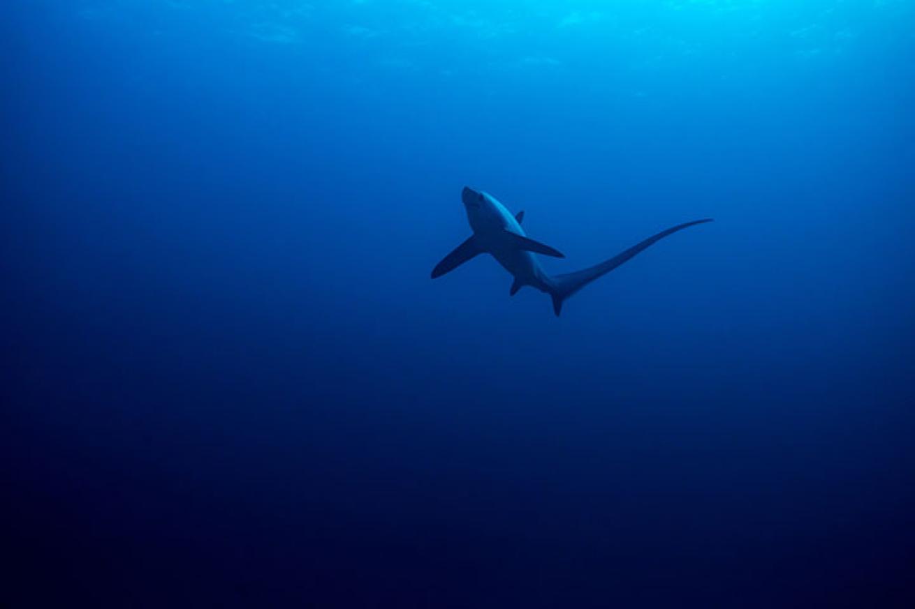 thresher shark